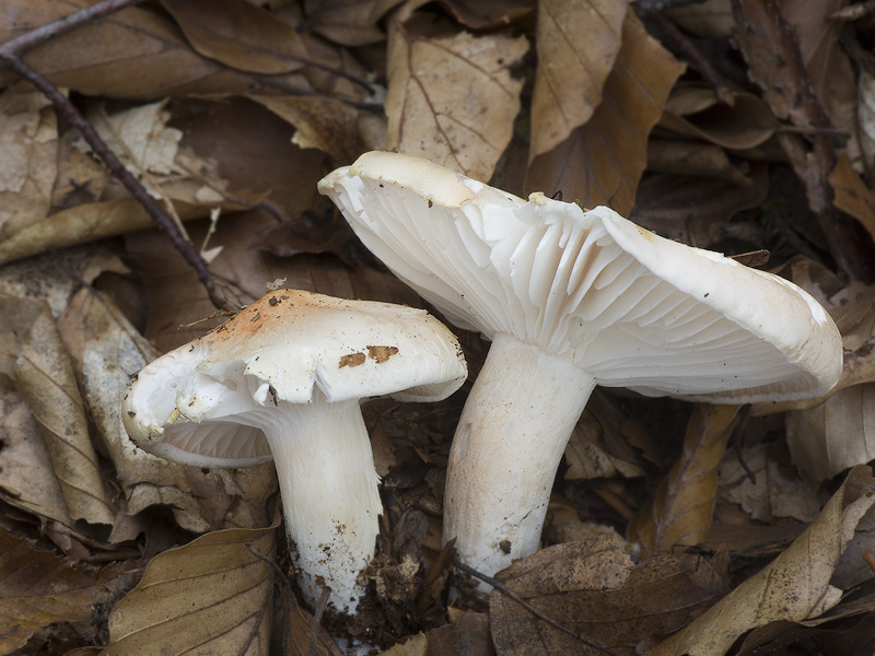 Hygrophorus poetarum